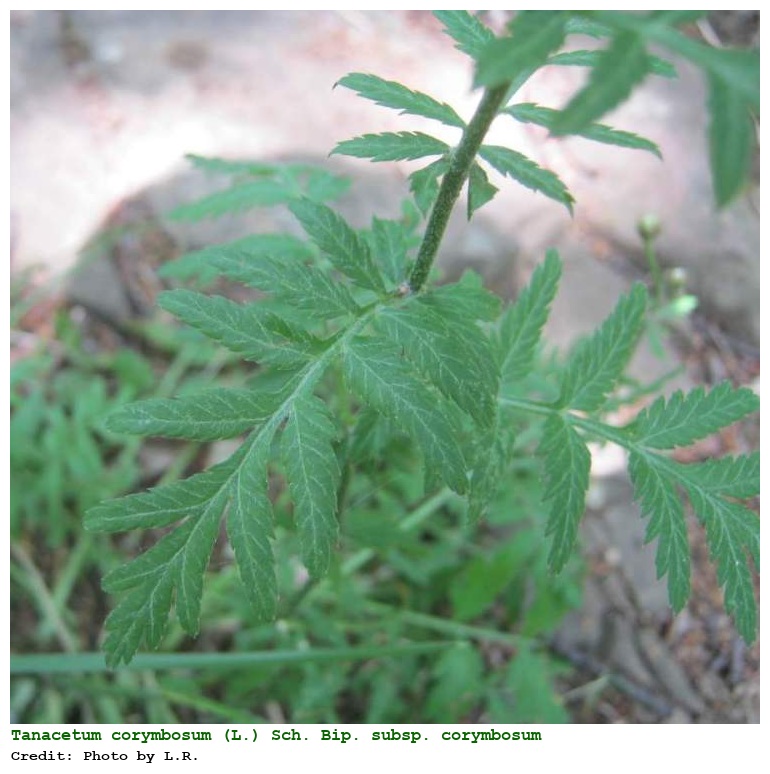 Tanacetum corymbosum (L.) Sch. Bip. subsp. corymbosum